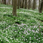 Bloeiende lentewandeling