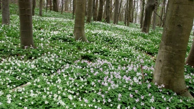 Bloeiende lentewandeling